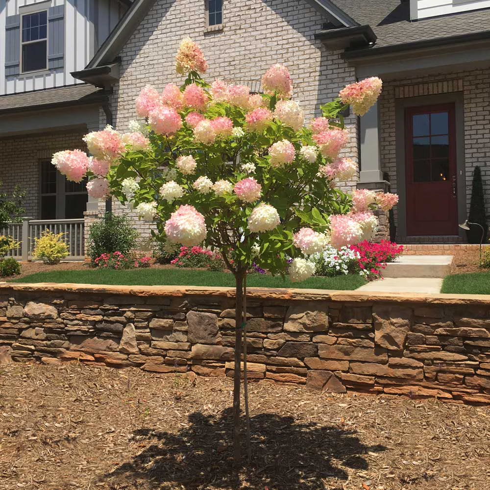 2026 NewBrighter Blooms - Vanilla Strawberry Hydrangea Tree, 4-5 ft. - No Shipping to AZ