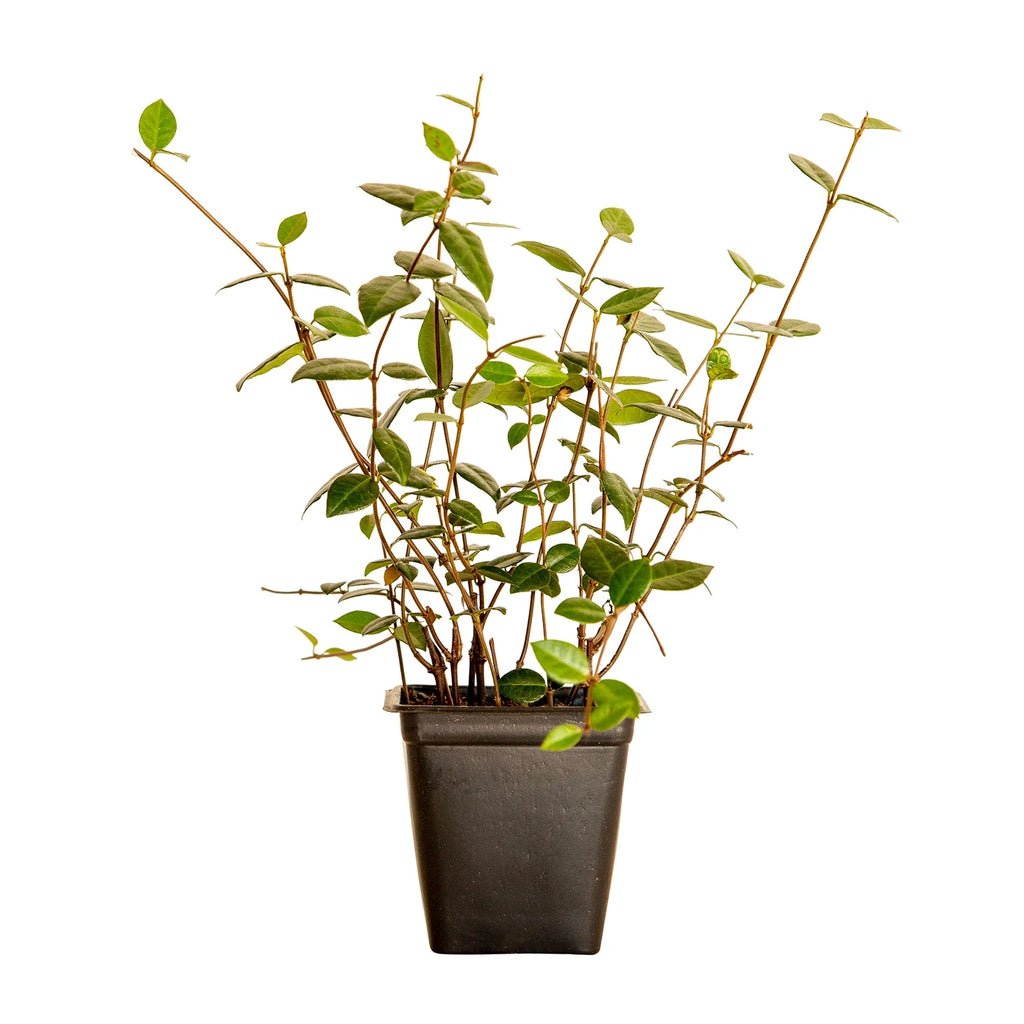 2026 NewExpert Gardener Asiatic Jasmine - 54 Pack (3.25 In. Pots) Evergreen Groundcover Vine - Full Sun Live Outdoor Plant
