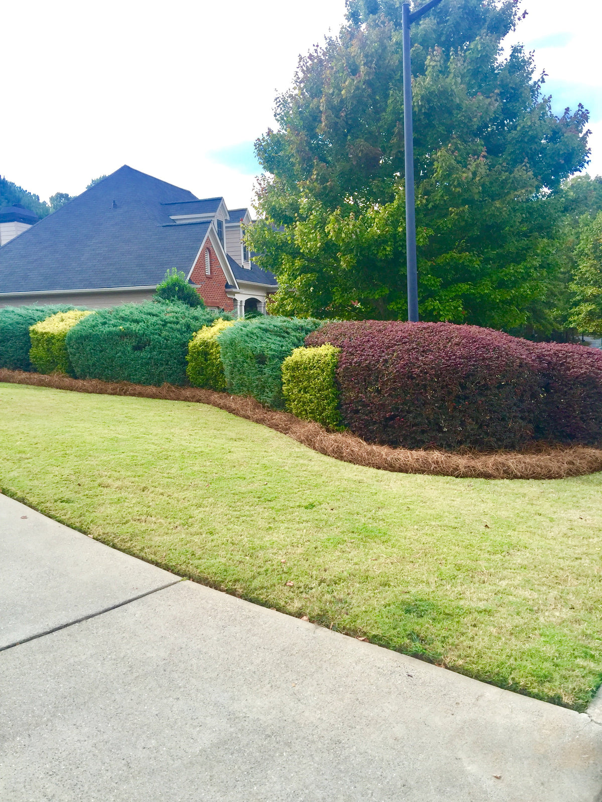 2026 NewPremium Long Needle | Pine Straw Mulch | 160 Sqft