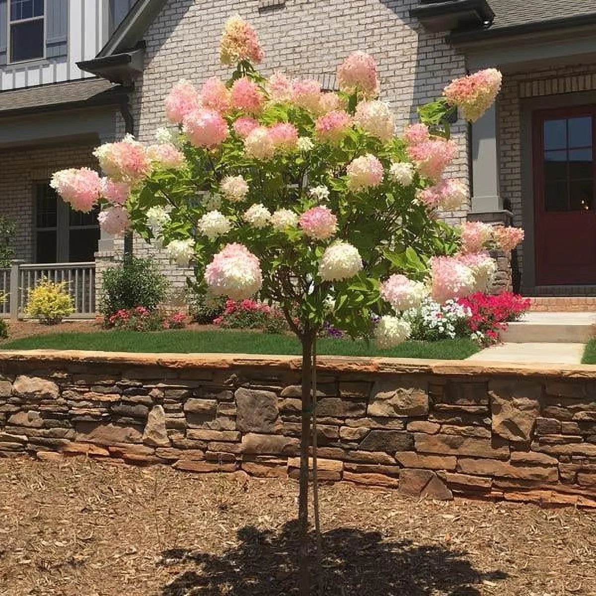 2026 NewBrighter Blooms - Vanilla Strawberry Hydrangea Tree, 4-5 ft. - No Shipping to AZ