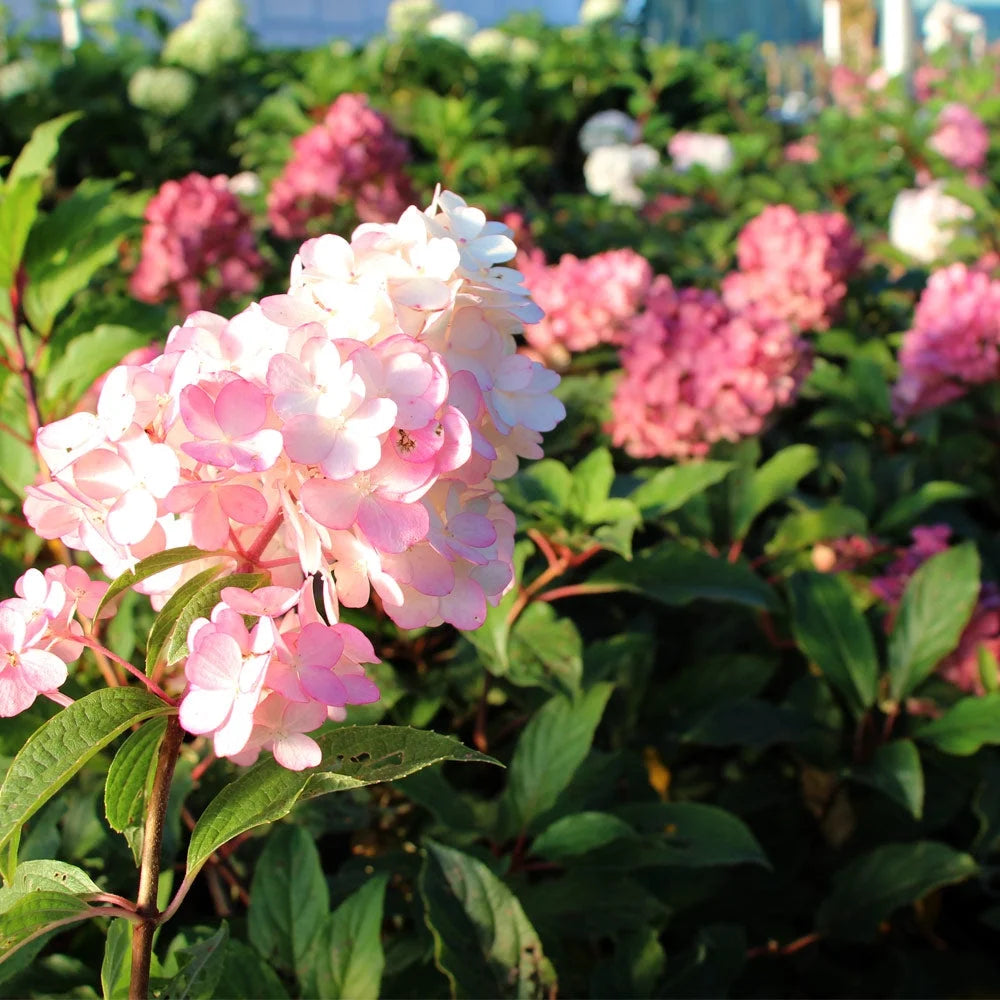 2026 NewBrighter Blooms - Vanilla Strawberry Hydrangea Tree, 4-5 ft. - No Shipping to AZ