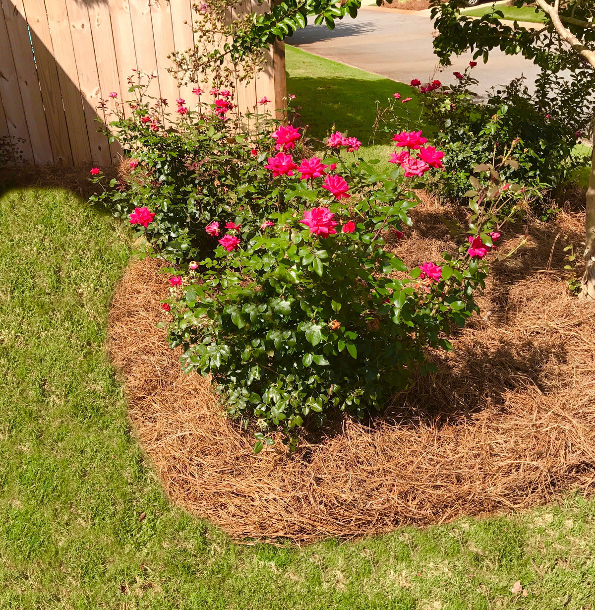 2026 NewPremium Long Needle | Pine Straw Mulch | 300 Sqft
