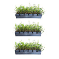 2026 NewExpert Gardener Asiatic Jasmine - 54 Pack (3.25 In. Pots) Evergreen Groundcover Vine - Full Sun Live Outdoor Plant