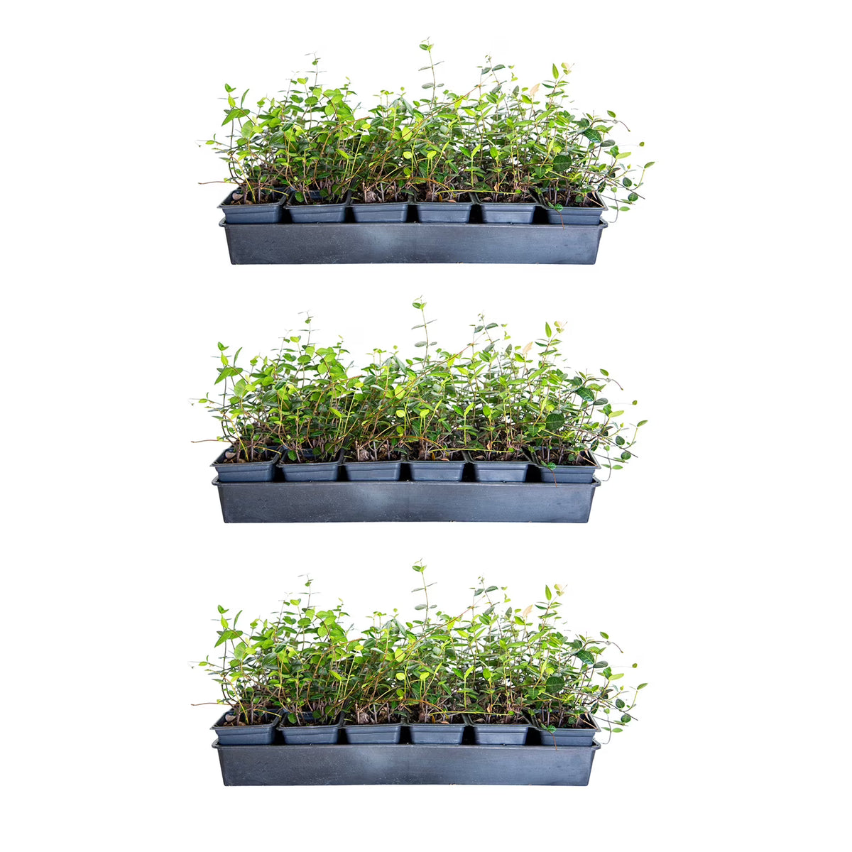 2026 NewExpert Gardener Asiatic Jasmine - 54 Pack (3.25 In. Pots) Evergreen Groundcover Vine - Full Sun Live Outdoor Plant