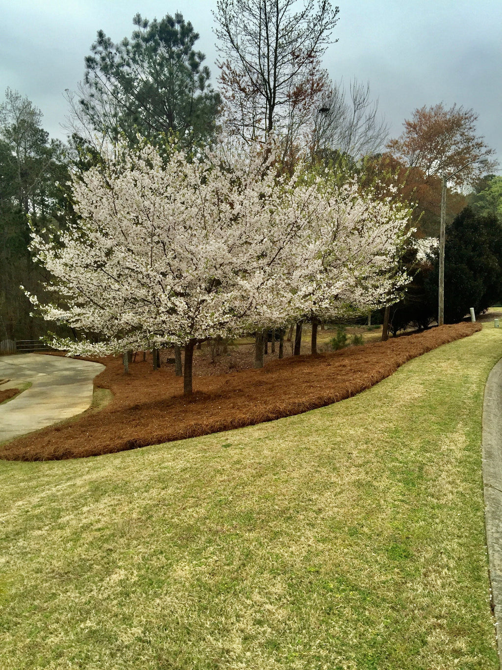 2026 NewPremium Long Needle | Pine Straw Mulch | 160 Sqft